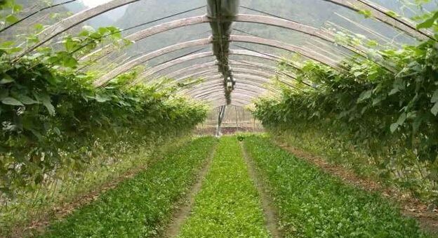 微生物菌劑如何讓土壤恢復(fù)健康！