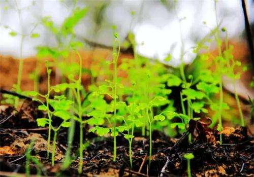 微生物肥料在蔬菜生產中的正確選用丨微生物肥料