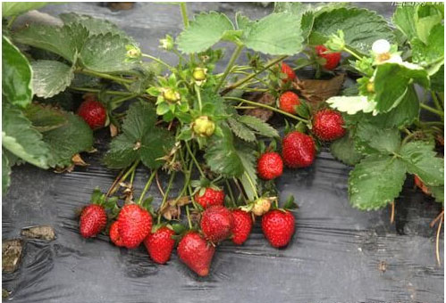 草莓種植施用什么肥料好，如何施肥？