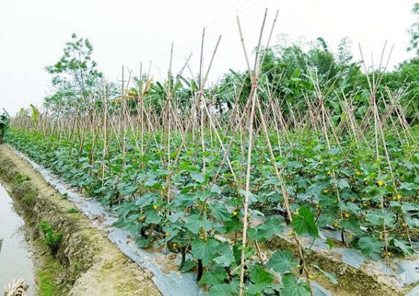 黃瓜施什么肥長的好？具體用法用量如何？