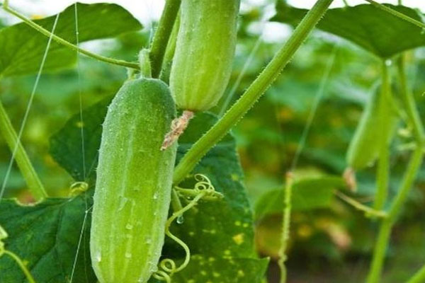 黃瓜施什么肥長的好？具體用法用量如何？