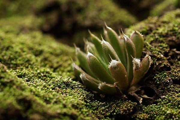 多肉植物施什么肥好，種植過程中需要注意哪些？
