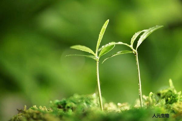 發(fā)酵完成后的微生物肥料如何使用才正確，需要注意哪些？