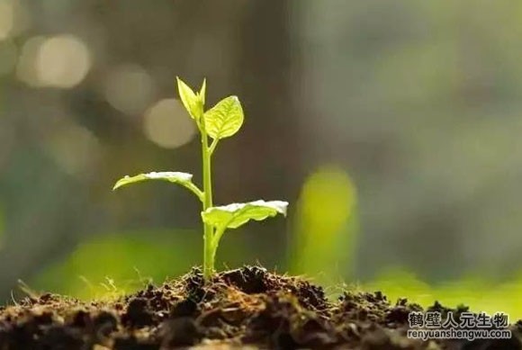 有機(jī)肥和化肥哪個效果好，有啥區(qū)別？