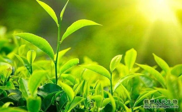 都說生物有機(jī)肥好，生物有機(jī)肥與其他肥料相比有什么區(qū)別？