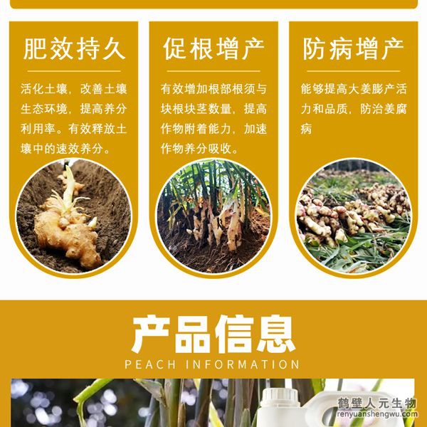 增強(qiáng)大姜營養(yǎng)免疫殺菌力，根系發(fā)達(dá)、植株粗壯，控制瘋長，防止凍害，增加塊根塊莖數(shù)，提高葉綠素含量，增強(qiáng)光合作用，腋芽不斷分生可發(fā)生多次，次生根莖，從生密集成塊狀，
